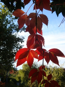 Herbst ohne Haus